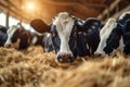 Milk production cows at cowshed enjoy hay, bright and airy