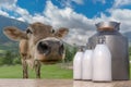 Milk production in farm. Cow in meadow and bottles with milk in foreground Royalty Free Stock Photo