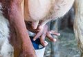 Milk production, inside the farm where the cows are milked