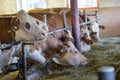 Milk production, inside the farm where the cows are milked