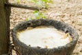 Milk of rubber tree into bowl Royalty Free Stock Photo
