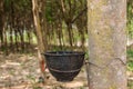 Milk rubber tree Royalty Free Stock Photo