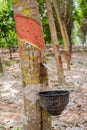Milk rubber tree Royalty Free Stock Photo