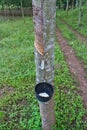 Milk of rubber tree flows into a bowl Royalty Free Stock Photo