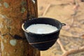 Milk of rubber tree Royalty Free Stock Photo