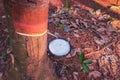 Milk of rubber tree flows into a bowl Royalty Free Stock Photo