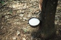 Milk of rubber tree flows into a bowl Royalty Free Stock Photo