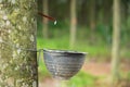 Milk of rubber tree flows into a plastic bowl. Royalty Free Stock Photo