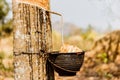 Milk of rubber tree flows into a wooden bowl. Royalty Free Stock Photo