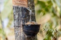 Milk of rubber tree flows into a wooden bowl. Royalty Free Stock Photo