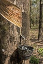 Milk of rubber tree flows into a wooden bowl Koh Samui Thailand Royalty Free Stock Photo
