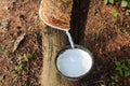 Milk of rubber tree flows into a wooden bowl Royalty Free Stock Photo