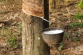 Milk of rubber tree flows into a wooden bowl Royalty Free Stock Photo