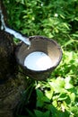 Milk of rubber tree Royalty Free Stock Photo