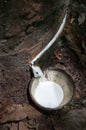 Milk of rubber tree and wooden bowl Royalty Free Stock Photo