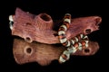 Milk snake king snake mirror Royalty Free Stock Photo