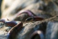 Milk snake, Lampropeltis triangulum close-up portrait photo Royalty Free Stock Photo