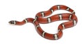 Milk snake or milksnake, Lampropeltis triangulum Royalty Free Stock Photo