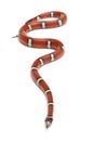 Milk snake or milksnake, Lampropeltis triangulum