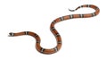 Milk snake or milksnake, Lampropeltis triangulum nelsoni