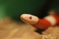 Milk snake of red and white colors Royalty Free Stock Photo