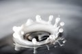 Milk splash, on black background Royalty Free Stock Photo