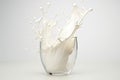 Milk Splash in Glass - Delicious Dairy Beverage Concept with Copy Space for Text