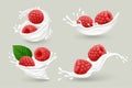 Milk splashes with red raspberries isolated on gray background