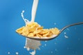 Milk splashing into spoon with cornflakes Royalty Free Stock Photo