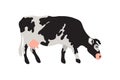 Milk spotted cow in black, white, gray, gold and pink. Agriculture, farming, village life. Pet.