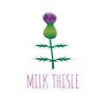 Milk thisle flower vector illustration Royalty Free Stock Photo