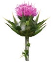 Milk thistle Royalty Free Stock Photo