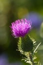 Milk Thistle In All Its Glory