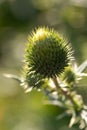 Milk thistle in all its glory Royalty Free Stock Photo