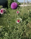 Milk thistle blooms a magnificent steppe miracle medicinal honey plants visited by bees very often