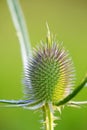 Milk thistle bud Royalty Free Stock Photo