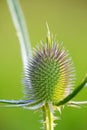 Milk thistle bud