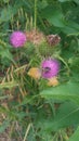 Milk thistle with Bumble Bee Royalty Free Stock Photo