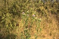 Milk thistle with butterflies on it seen up close