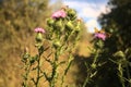 Milk thistle with butterflies on it seen up close