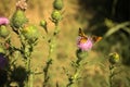 Milk thistle with butterflies on it seen up close