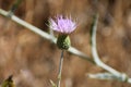 Milk Thistle in California Royalty Free Stock Photo