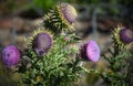 Milk Thistle Cardus marianus In Bloom Royalty Free Stock Photo