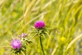 Milk Thistle (Centaurea iberica) with a bee on spring Royalty Free Stock Photo