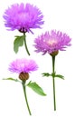 Milk thistle Cirsium