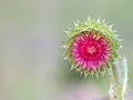 Milk Thistle flower