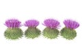 Milk thistle flower buds isolated on white background, front view. Silybum marianum Royalty Free Stock Photo