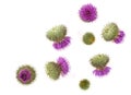 Milk thistle flower buds isolated on white background, top view Royalty Free Stock Photo