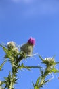 Milk thistle plant front cover of magazine or billboard Royalty Free Stock Photo