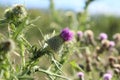 Milk thistle flower garden, front cover of magazine or billboard Royalty Free Stock Photo